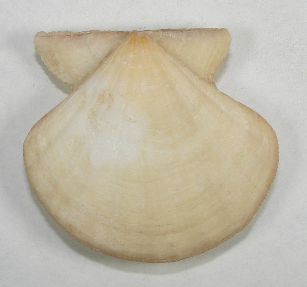 PECTEN FLEXUOSUS 47.83mm SUPER CHOICE SPECIMEN off Malaga, Spain