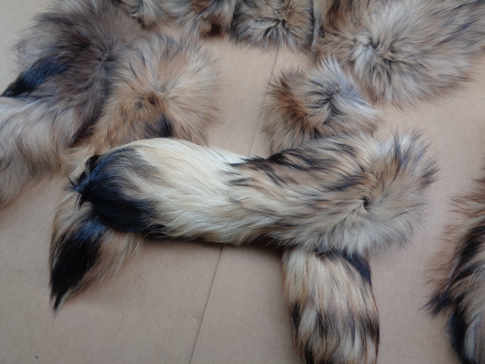 Rare #1 Quality Super Soft XL Tanned Finn coon Tail/Tanuki/Crafts/Coyote Tail