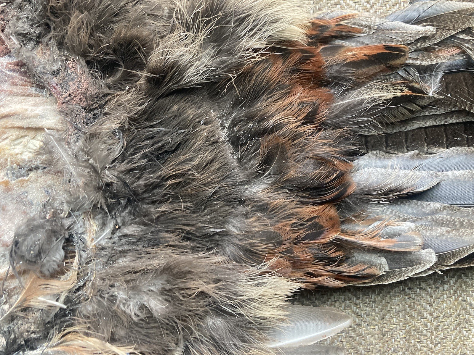 Rooster RINGNECK PHEASANT SKIN 2 Wings Tail Feathers Wall Art Taxidermy Man Cave