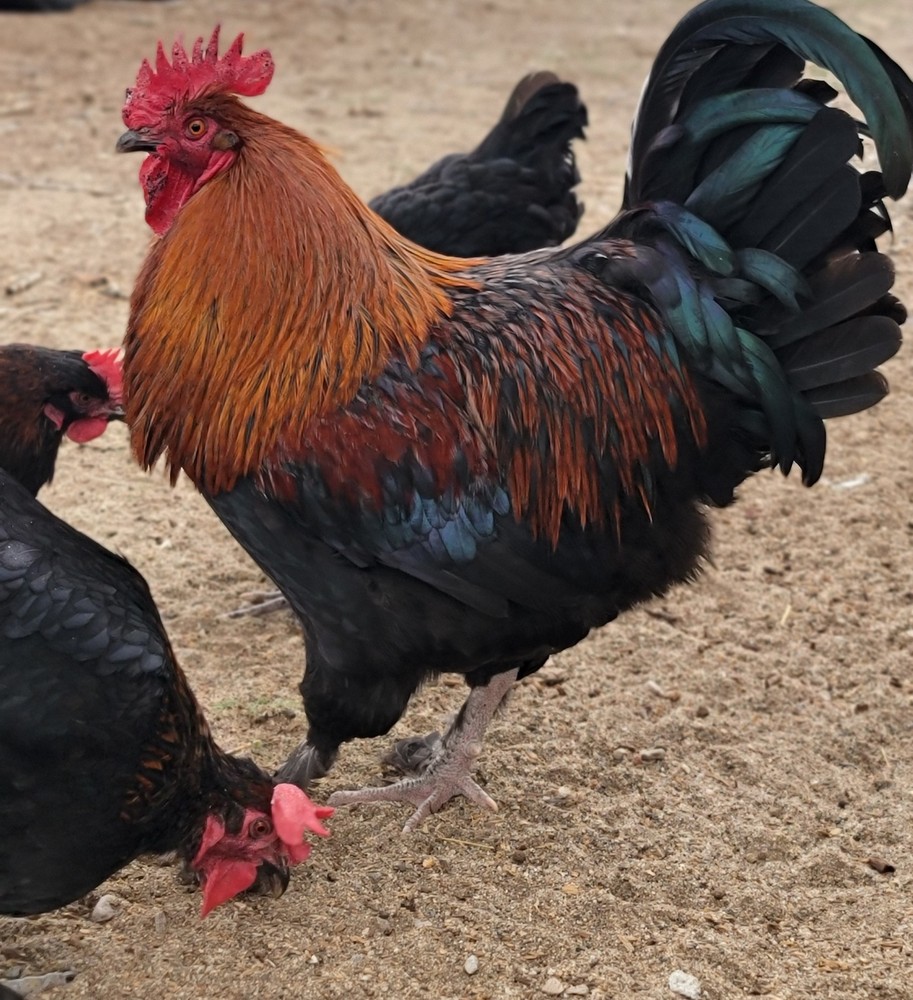 Janice Quick- Add On