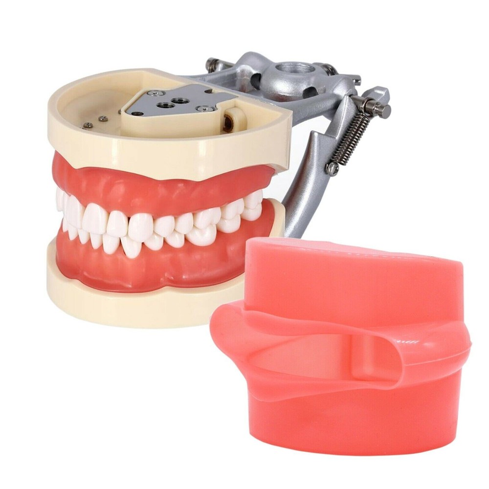 Dental Endo Root Canal Practise Typodont 28Pcs Teeth Model for Pulp Study RCT