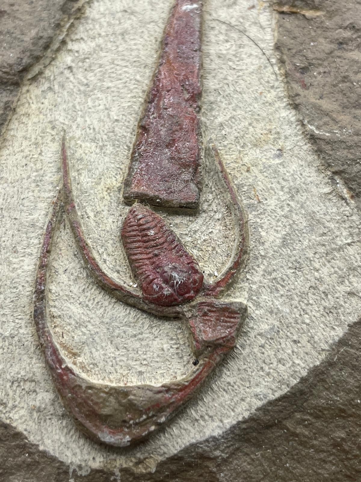 Rare Ordovician Life Plate: Euloma, Orthoceras & Ampyx Association