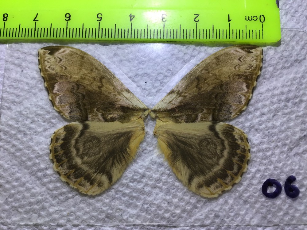 LPSA2  06  A+/ A     ? Saturniidae Moths