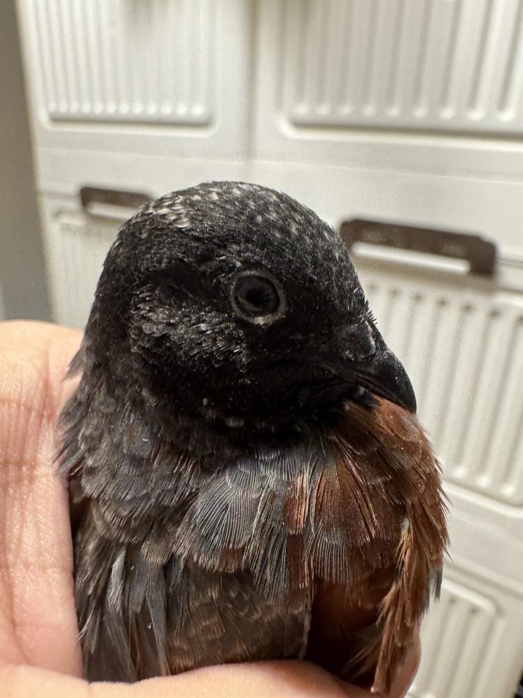 20 Button Quail Hatching Eggs Multiple Colors
