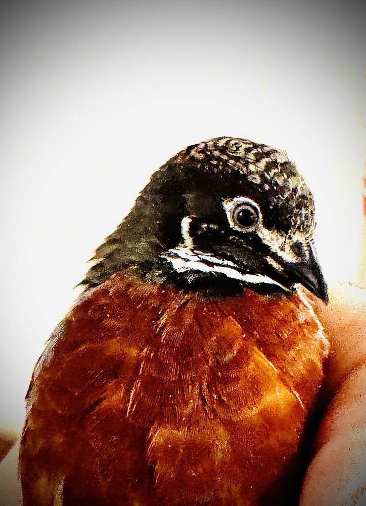 40+ Button Quail Hatching Eggs Multiple Colors