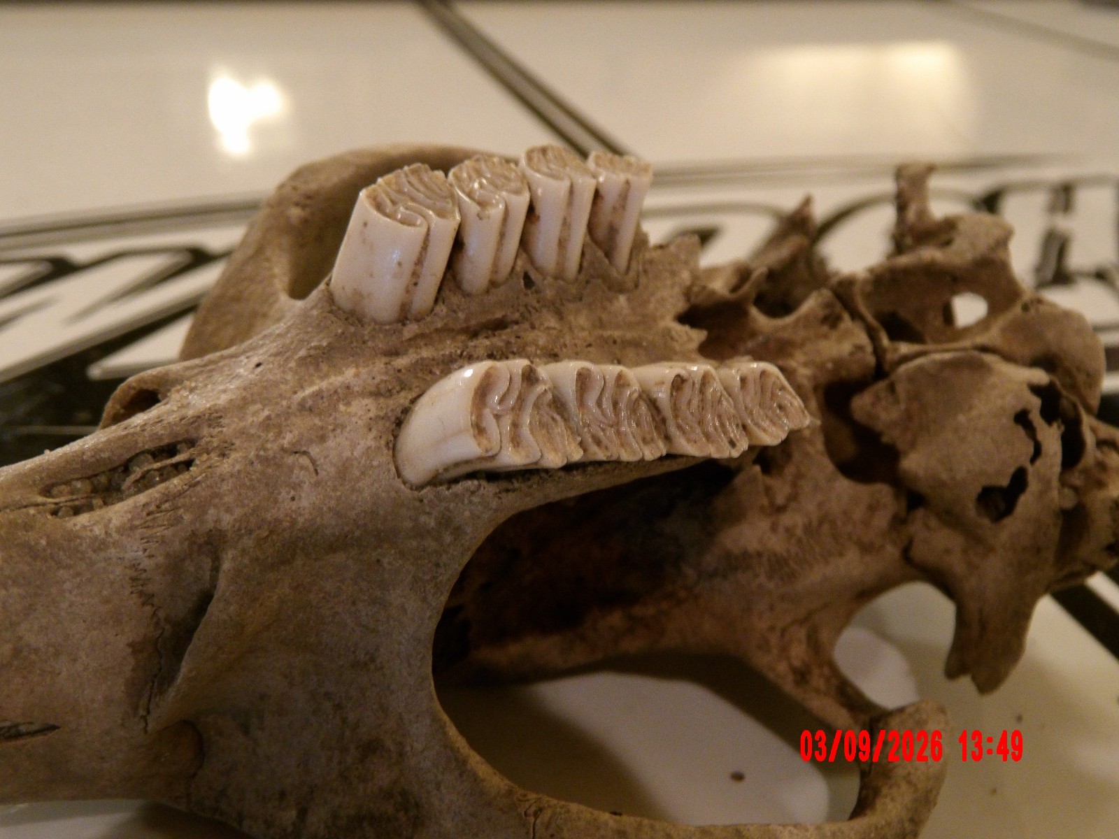 HISTORIC BEAVER SKULL RIVER FIND TEETH BONE JAW SKELETON