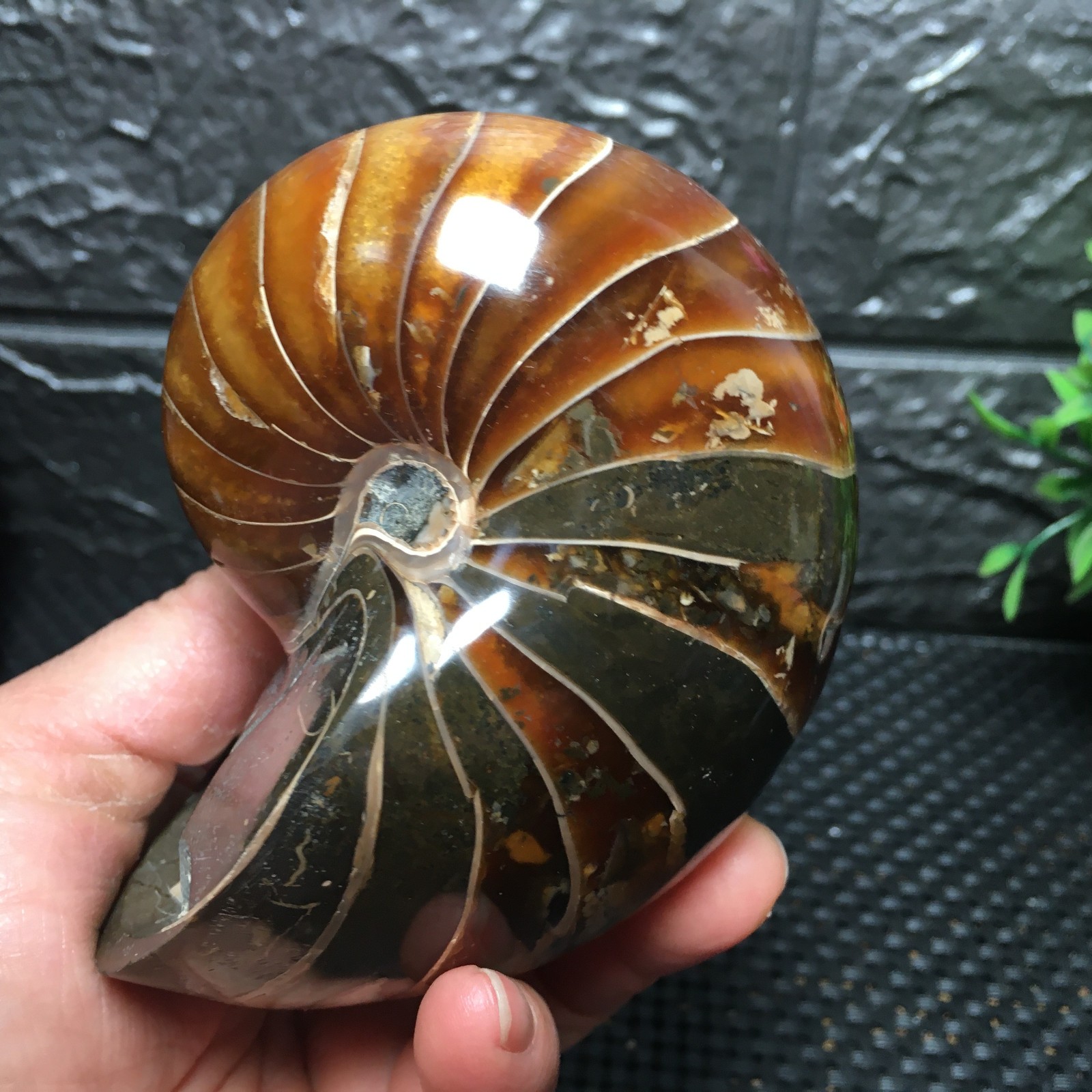 567g  Natural polishing  Ammonite crystal specimens   fb1037