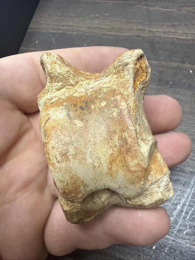 Unknown Fossil Specimen