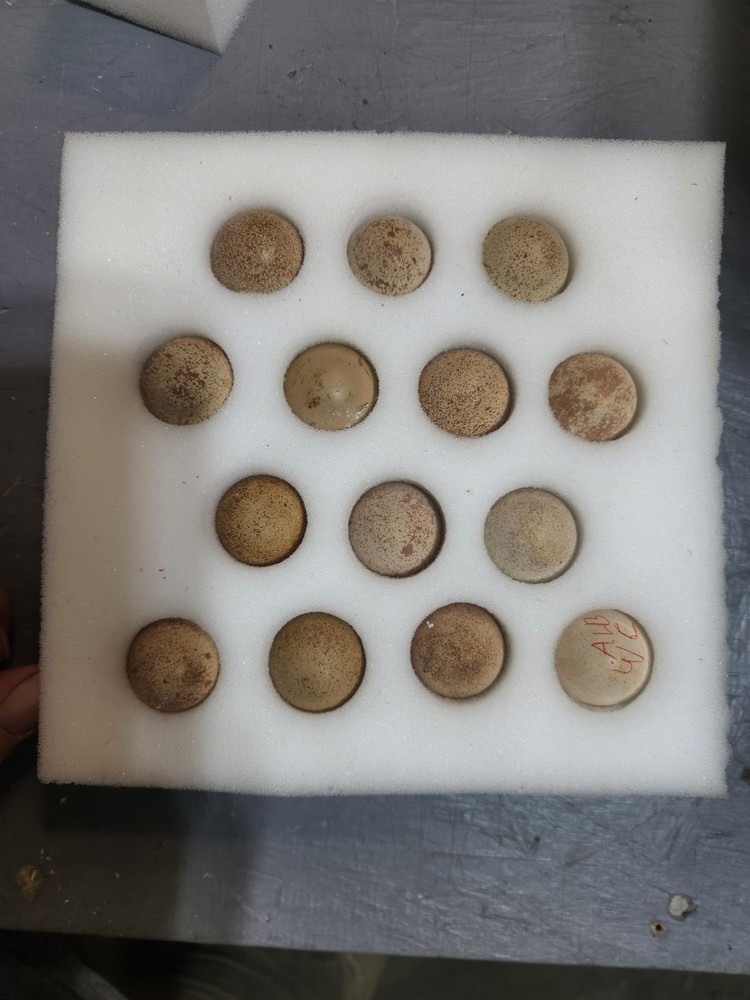 30 Plus 2 Red Legged Partridge Hatching Eggs