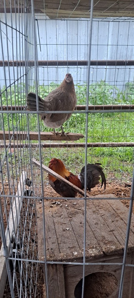 Chicken Hatching Eggs 6 + Spartan Blues
