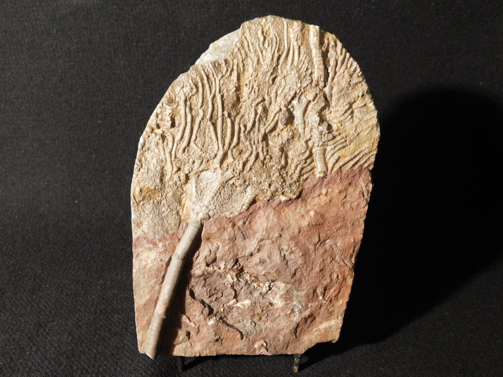 Larger! 430 Million Year Old! CRINOID Fossil or Sea LILY Fossil Morocco 601gr