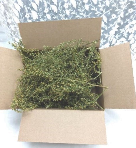 Sweet Annie Dried Shorts Non GMO Box Full 2025 Crop RJPE **3DAY SHIPPING**