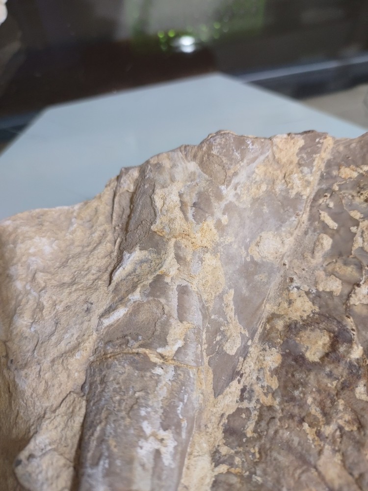 Unknown Fossil. Clam Shell And Bone?