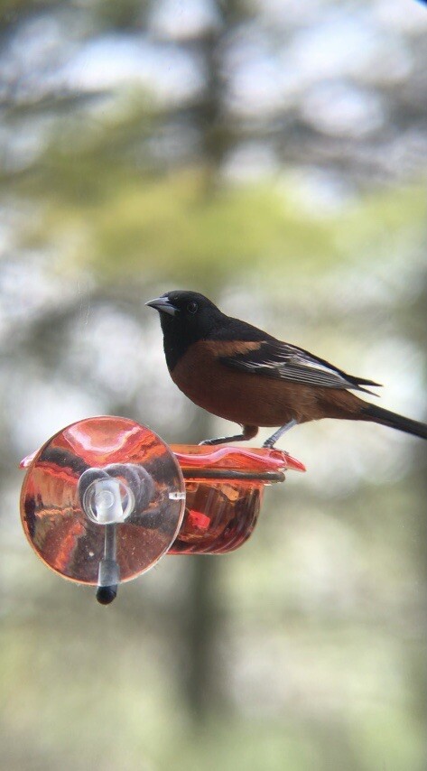Window Oriole Freeder