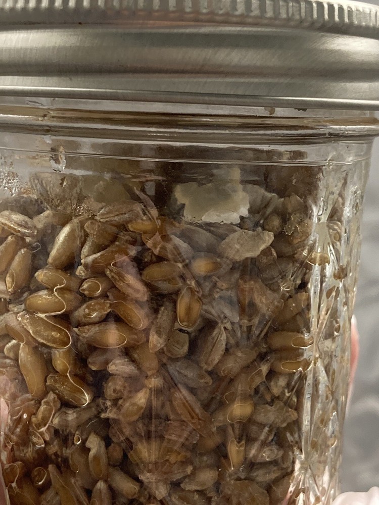 (2) Half Pint Jars - Sterilized Rye - Great for Grain Spawn
