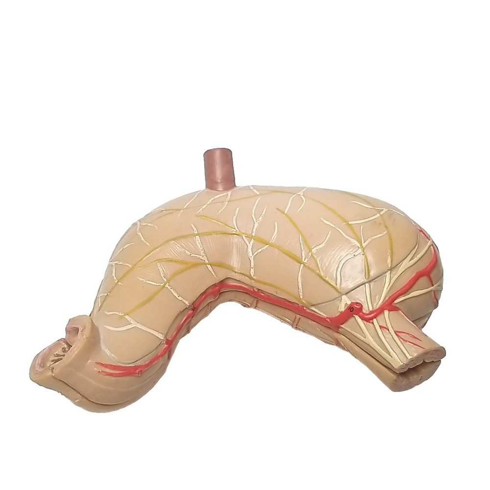 Scientific Human Stomach Model, 2 part