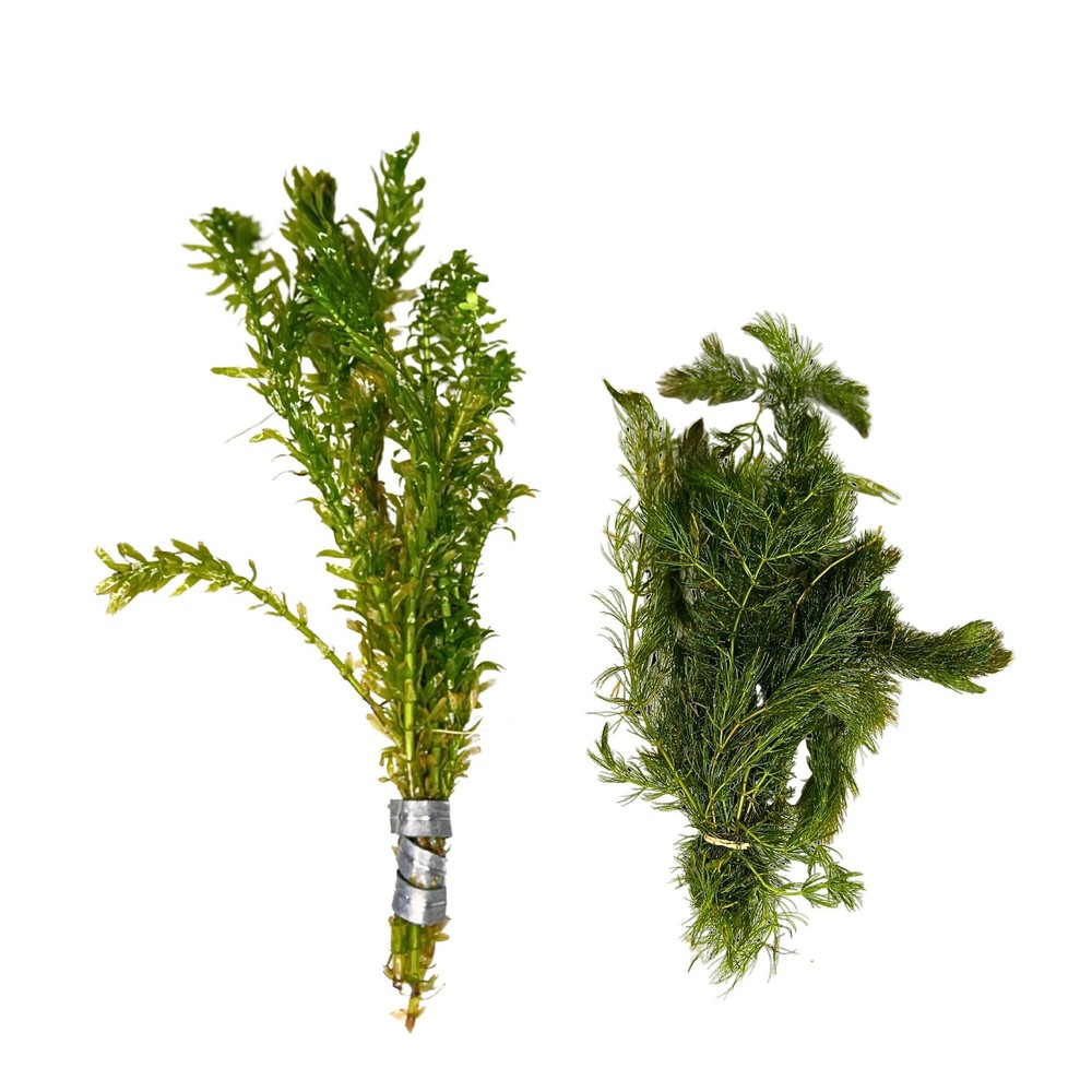 Anacharis and Hornwort Bundle