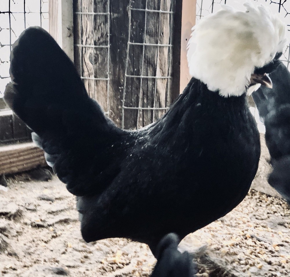 Polish Frizzle Hatching Eggs 15+ NPIP