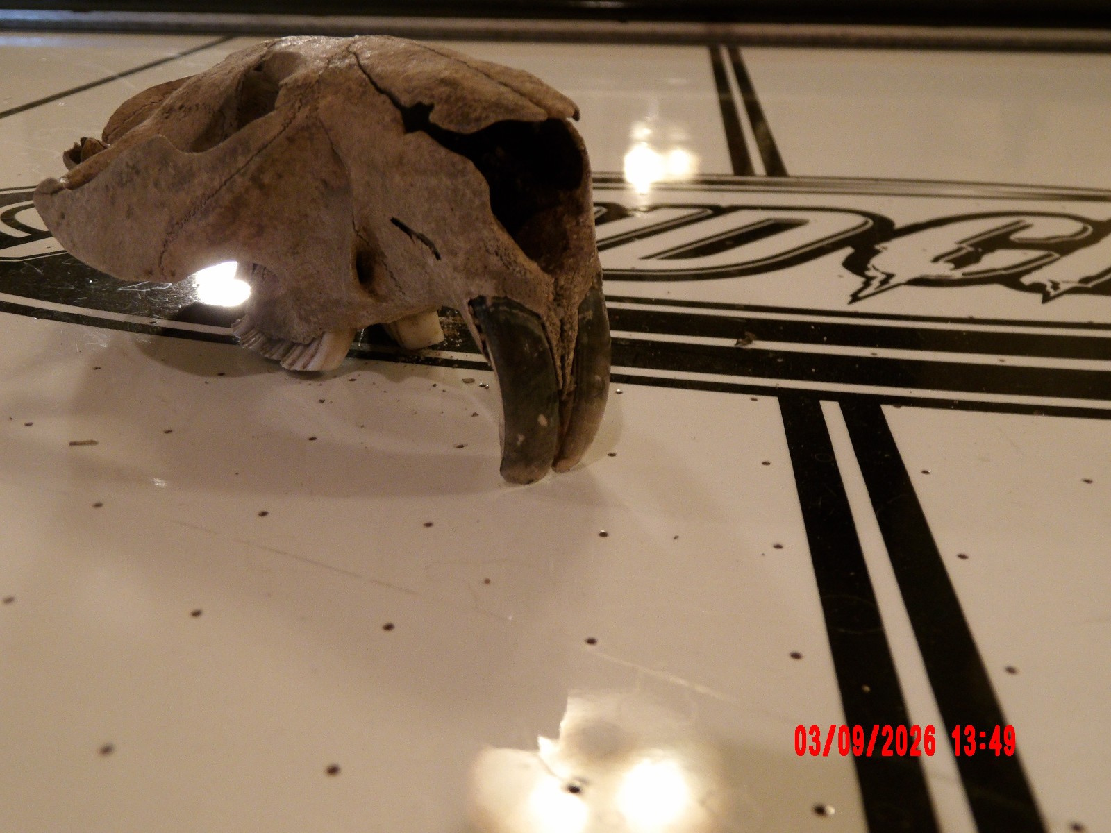 HISTORIC BEAVER SKULL RIVER FIND TEETH BONE JAW SKELETON