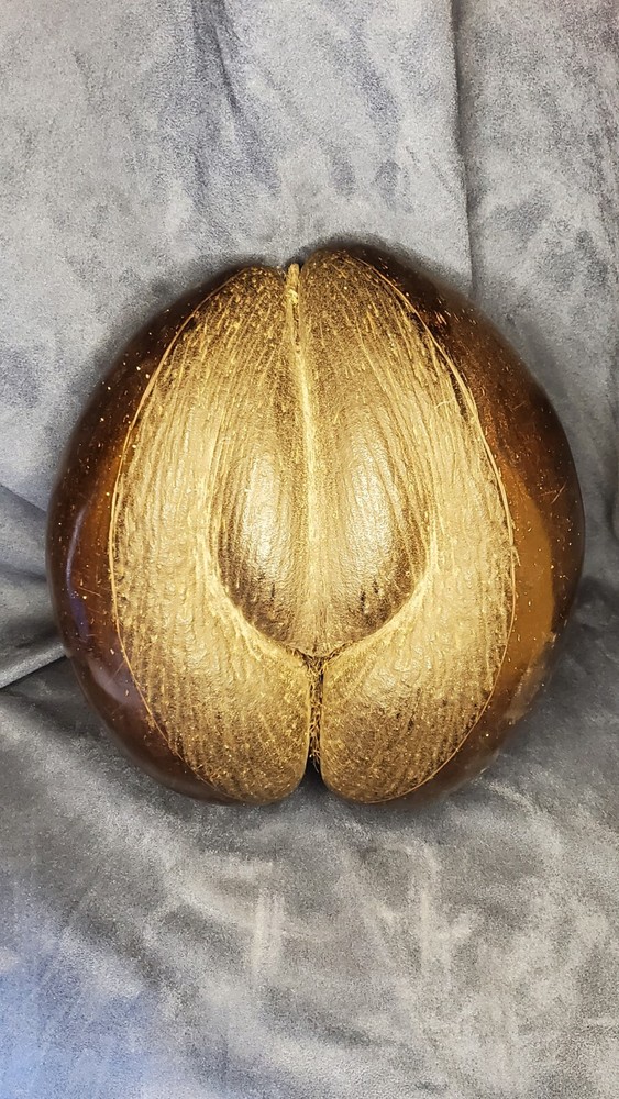 Coco De Mer Coconut "Double Coconut" "Seychelles Coconut"