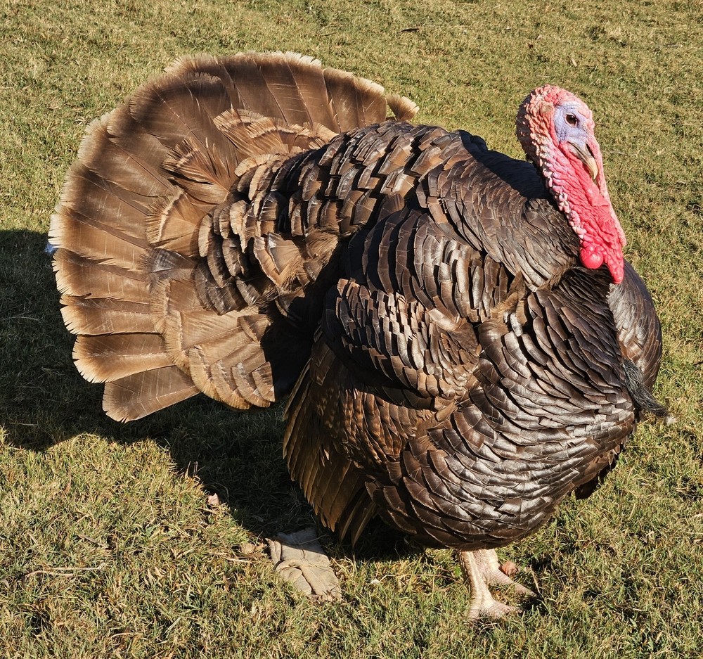 6 Chocolate Turkey hatching eggs