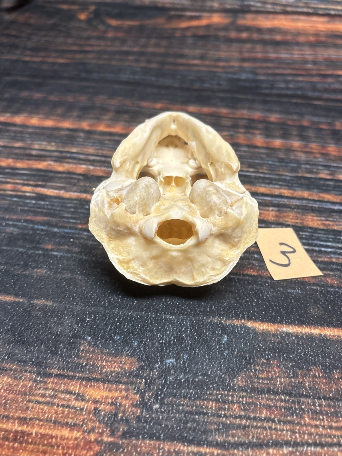 Real XL Badger Skull Unique Gift Halloween Craft Animal Mount Art Model Head Odd