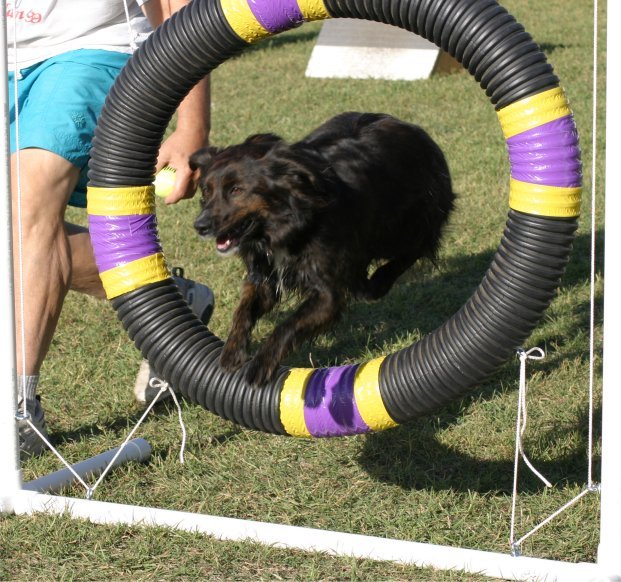 Dog Agility Tire Jump