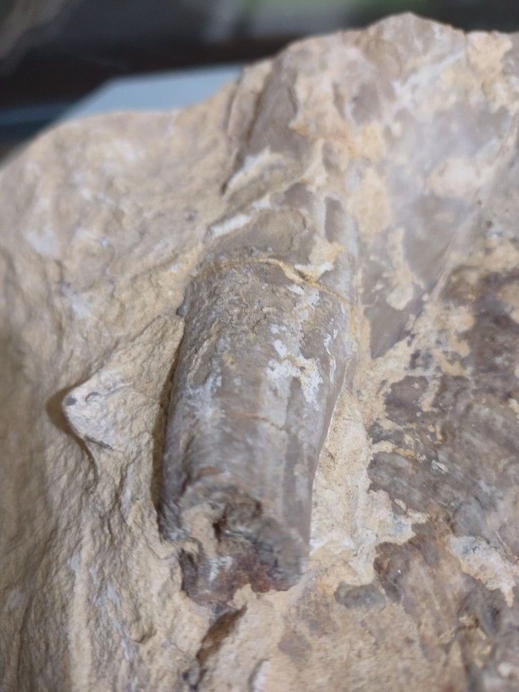 Unknown Fossil. Clam Shell And Bone?