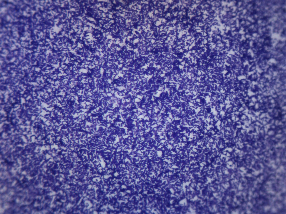 Bacillus Culture - Prepared Microscope Slide - 75x25mm - Eisco Labs