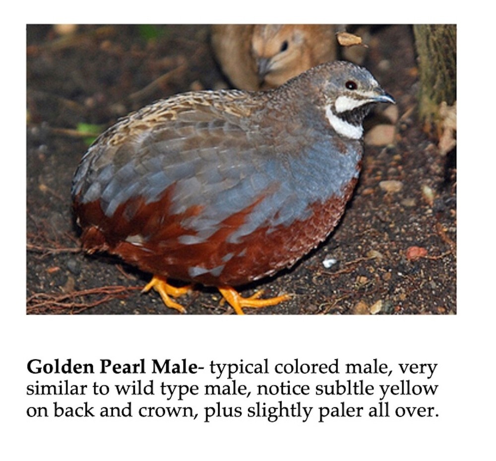 20 BLue Face Only BUTTON QUAIL EGGS These ship USPS PRIORITY READ ALL