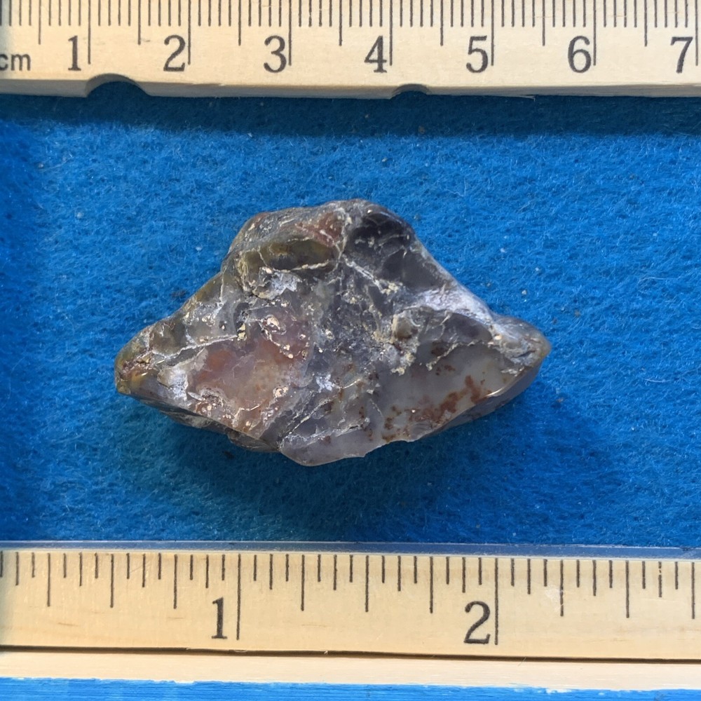 Dinosaur Coprolite (poop) Polished in Display Case