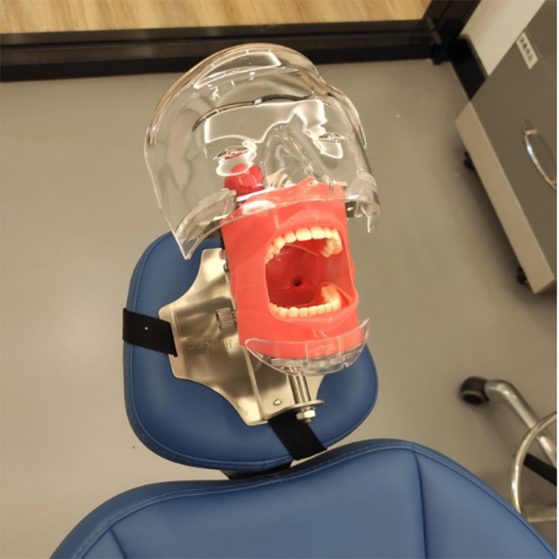 Dental Simulator Manikin Phantom Head with Replaceable Typodont Tooth Model USA