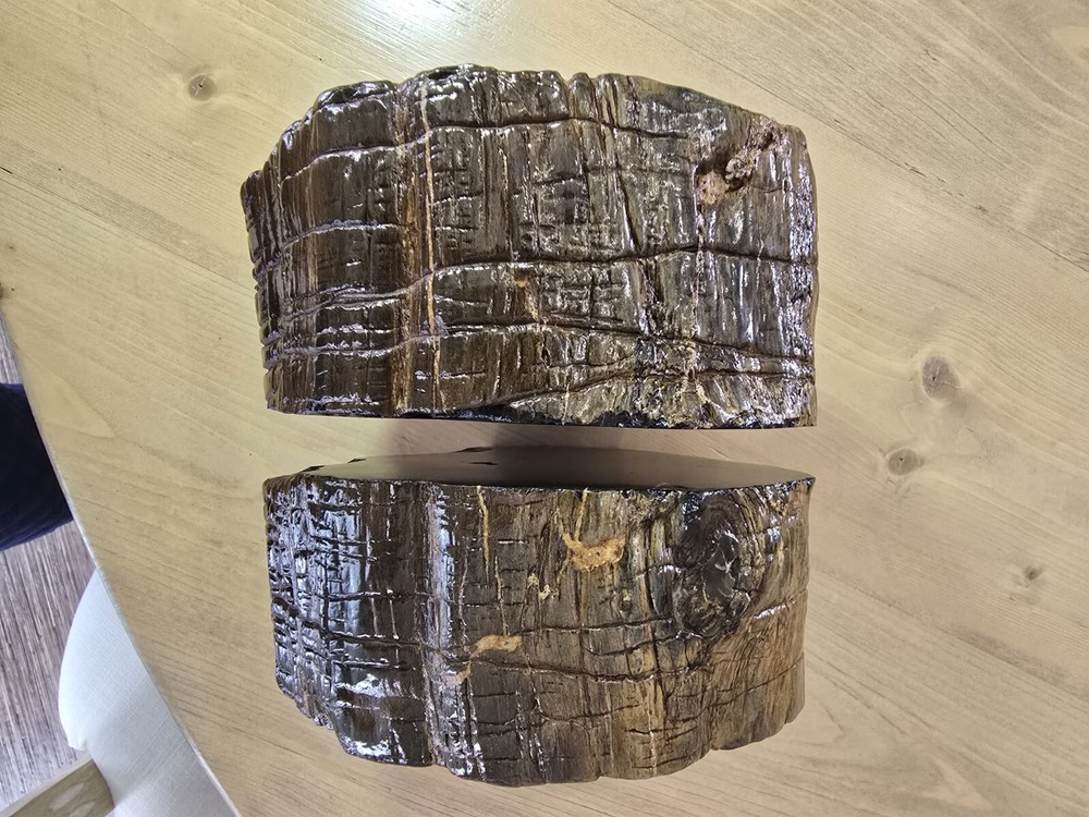 Petrified Wood Book Ends Glossed