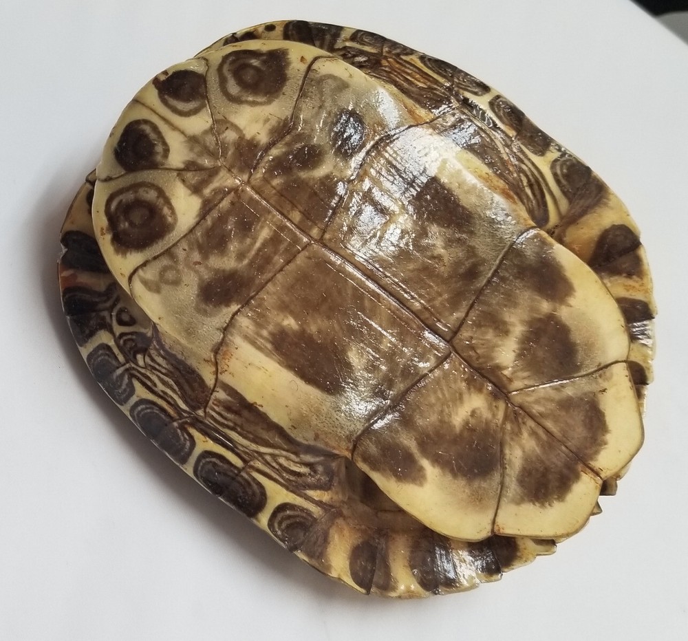 6" Genuine turtle shell, Leagel Slider Turtle Shell