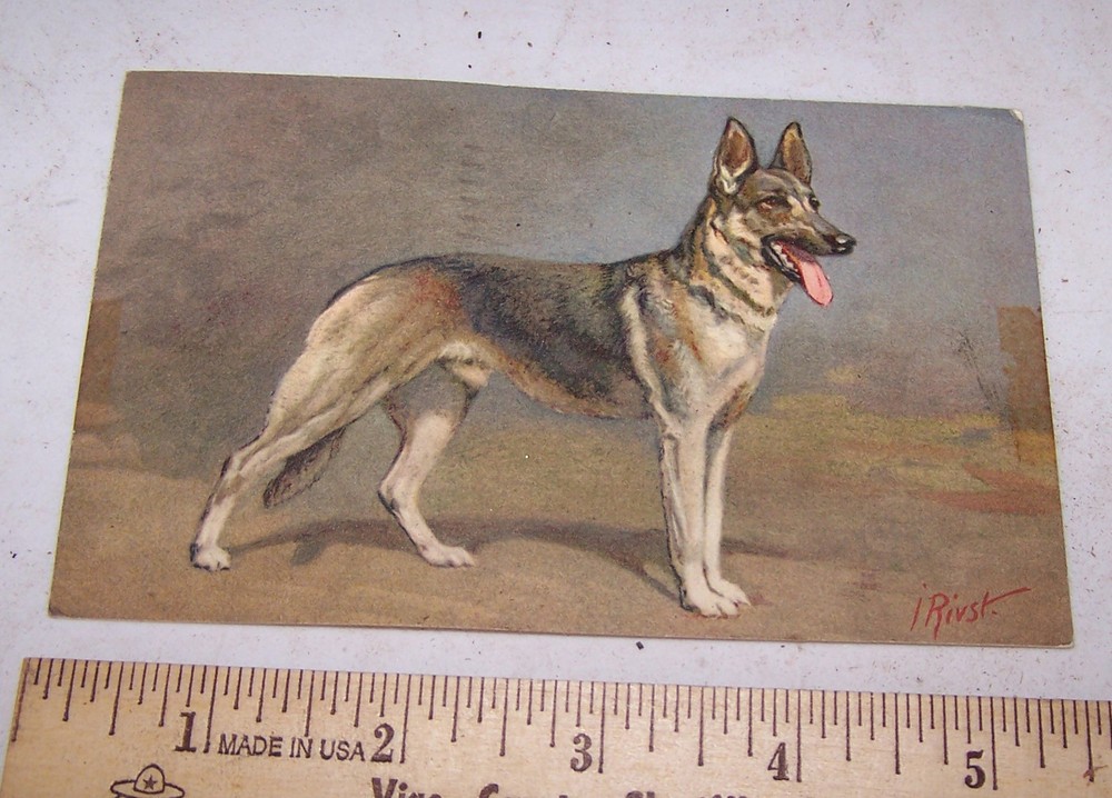 1951 ALSATIAN WOLFHOUND German Shepherd Postcard
