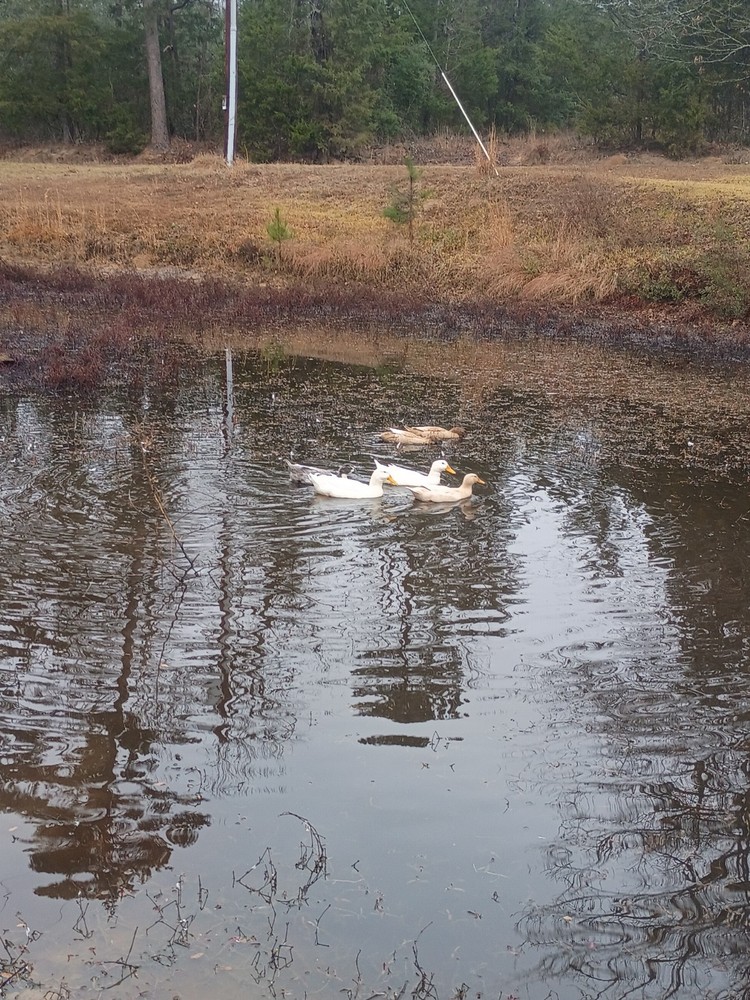 4 Potentially Fertilized Duck Eggs