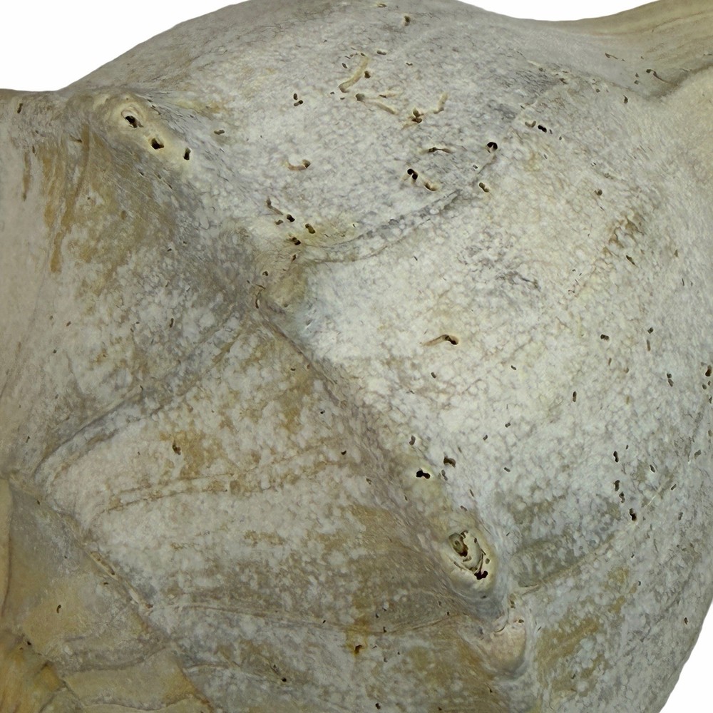 Large 11” Fossil seashell knobby whelk knobbed conch shell