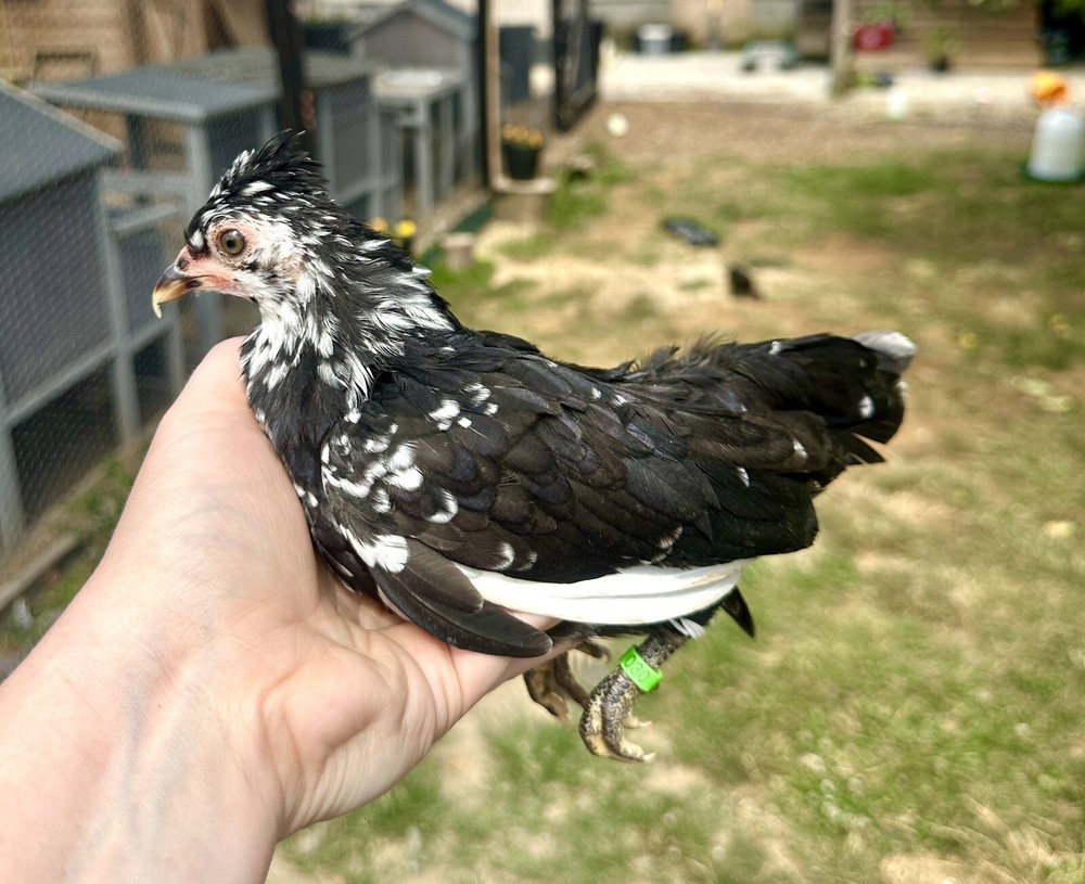 kikiriki hatching eggs 6++ PLEASE READ THE DESCRIPTION