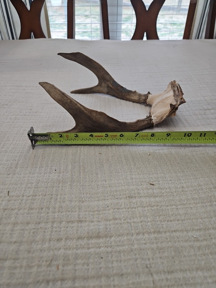 WHITE TAIL DEER ANTLERS
