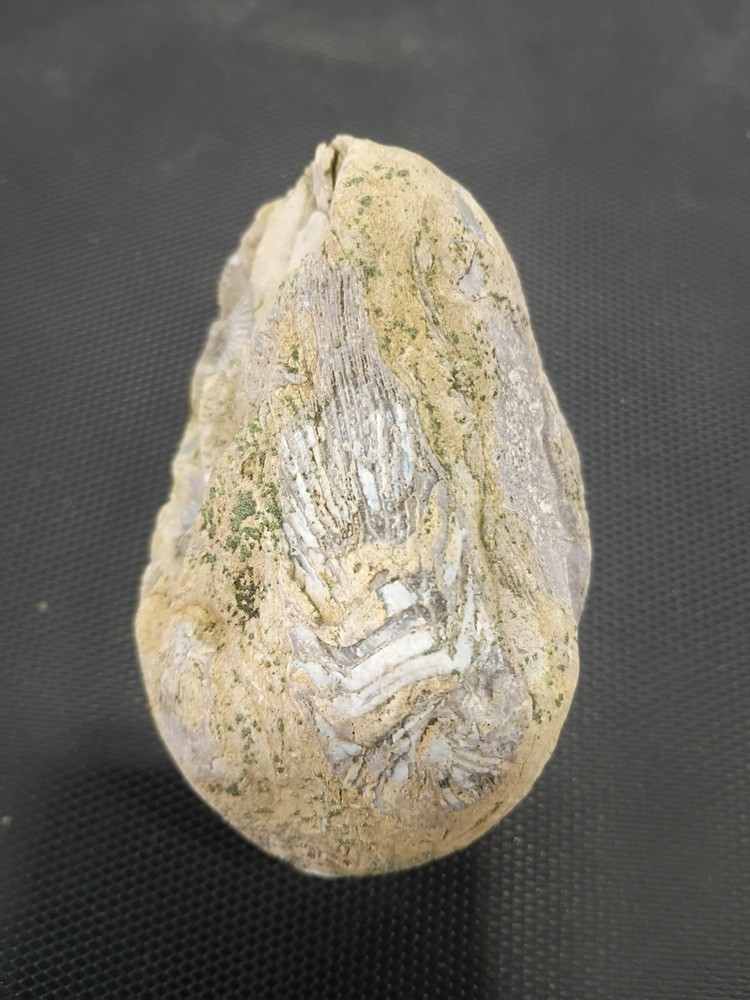 Fossil specimen containing multiple marine invertebrates