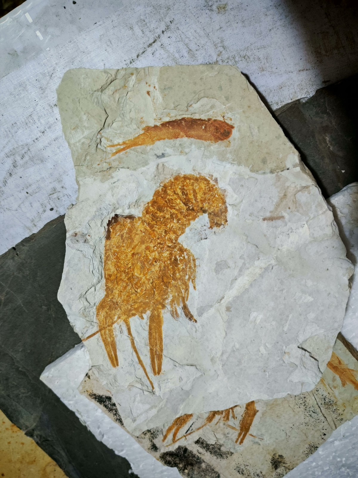 unique and authentic fossilized fish fossils 8803