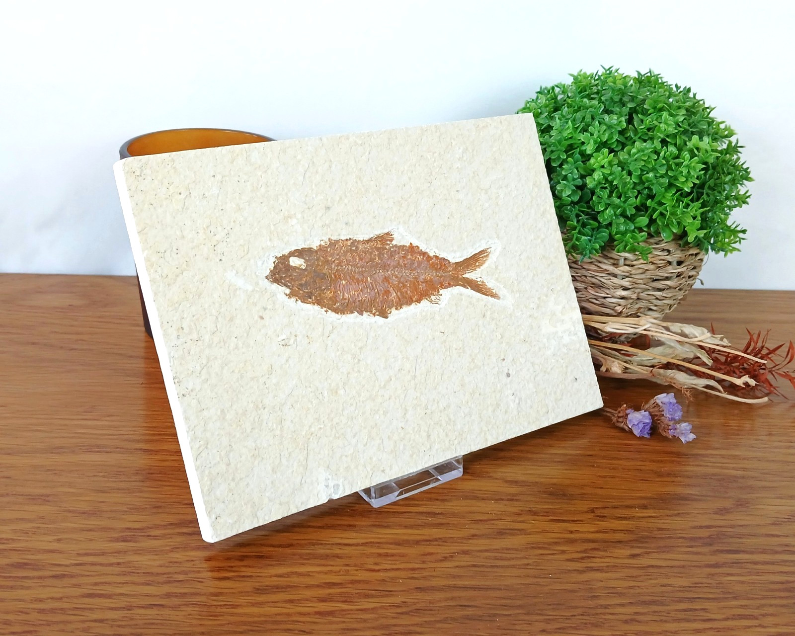 100% Genuine Knightia Alta Fish Fossil USA 180 x 130 x 10mm with Stand