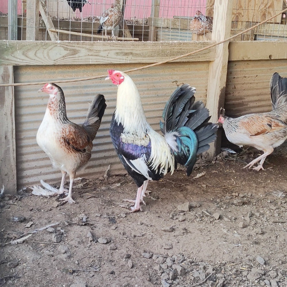 6+ Madigan Chicken Hatching Eggs