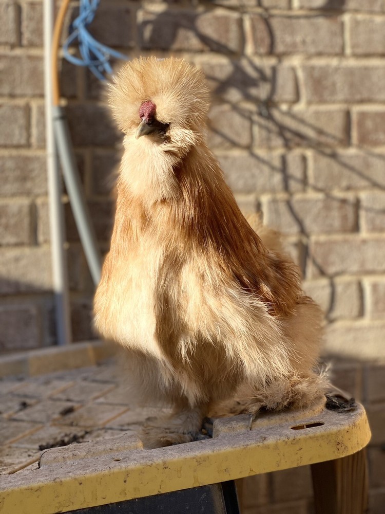6 Bearded/Crested Show Quality Silkie chicken hatching eggs