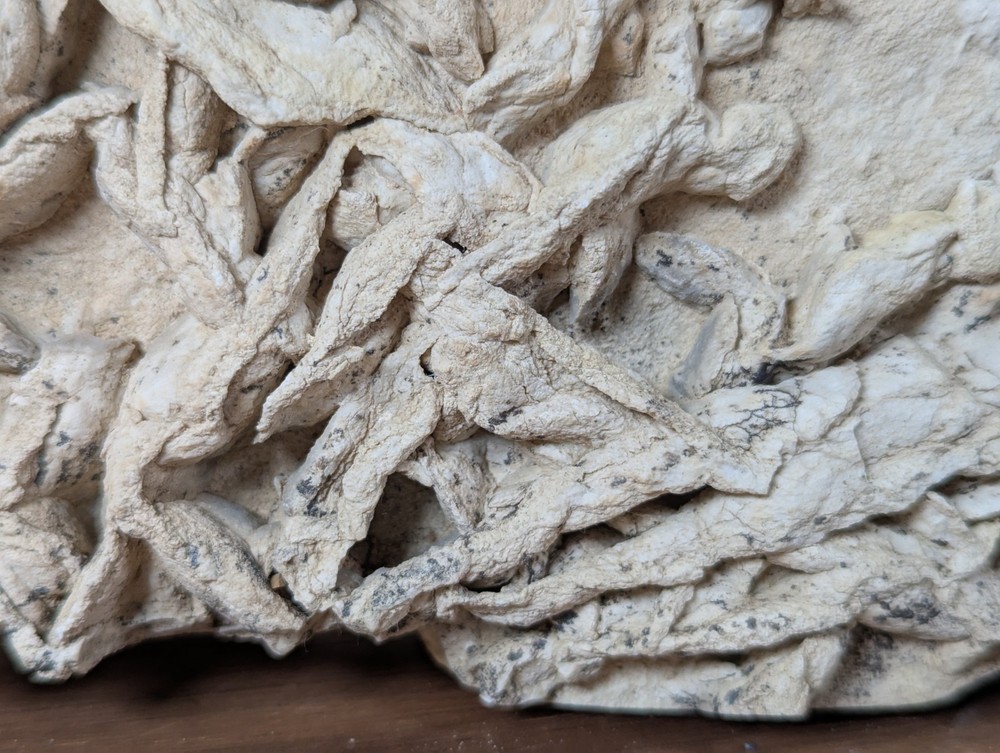 Colony Trace Fossil