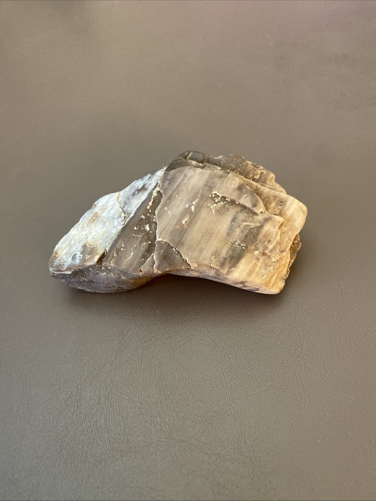 Petrified Wood