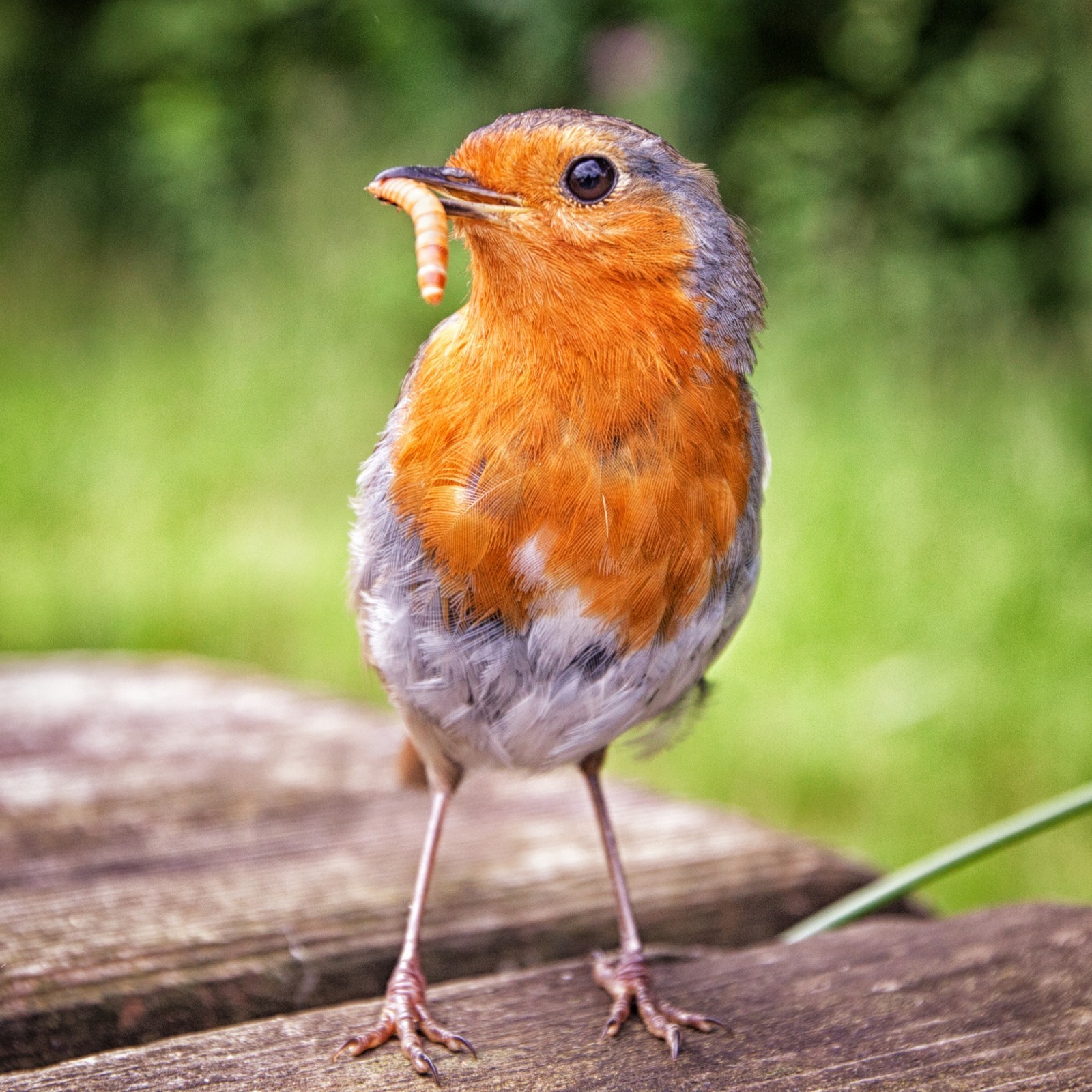 Live Mealworms - Bulk Feeder Insects (250 - 20000 Count) - S, M, L, G