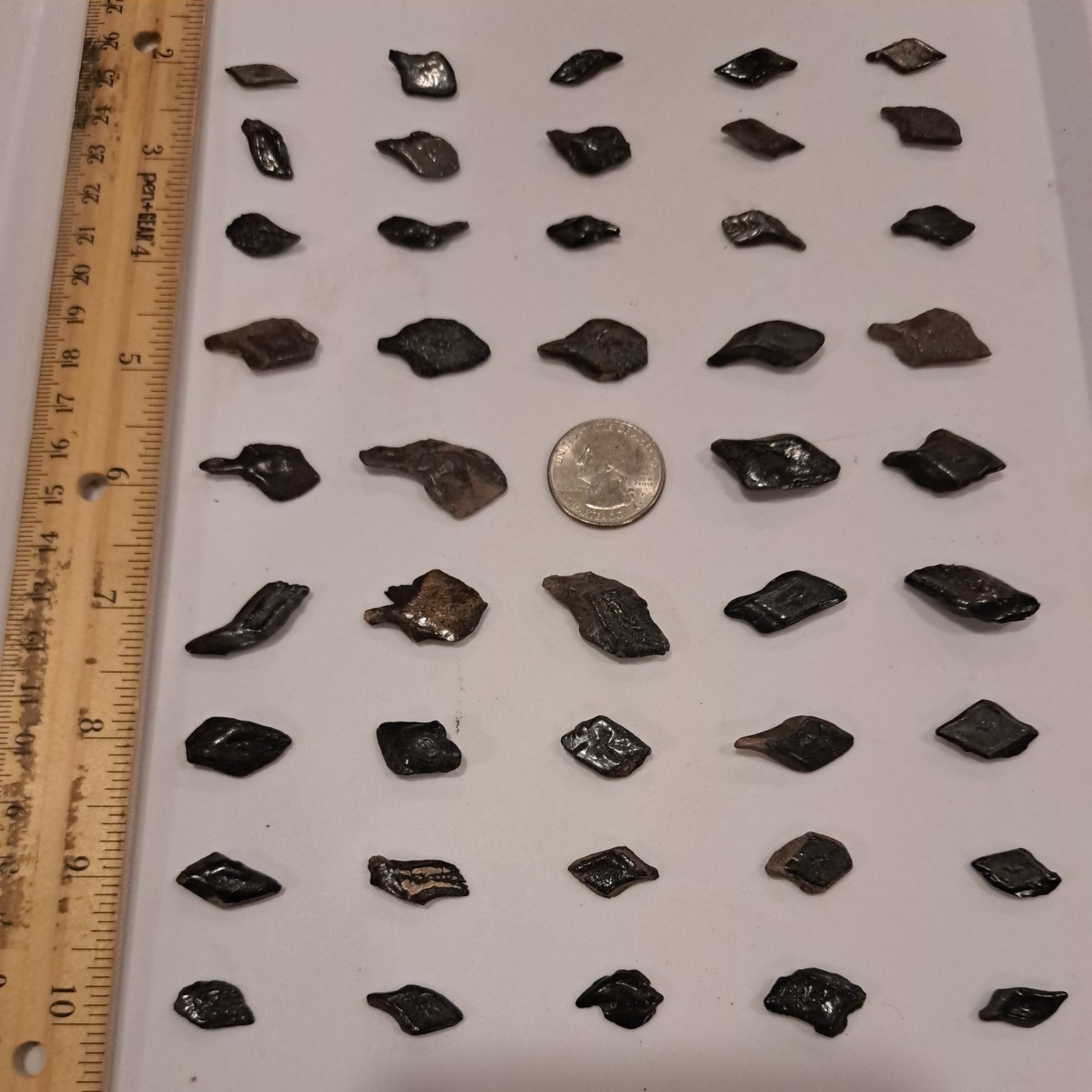 44 ALLIGATOR GAR SCALES FLORIDA FOSSILS ICE AGE EXTINCT FISH BONES TOOTH TEETH @