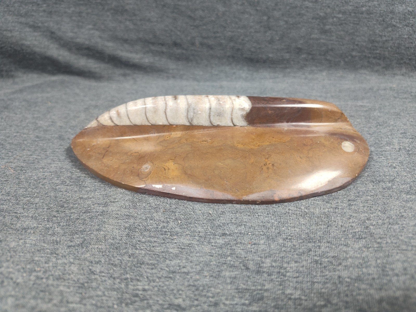 Large 7" Polished Orthoceras Fossil Specimen - Morocco 400MYO Prehistoric Decor