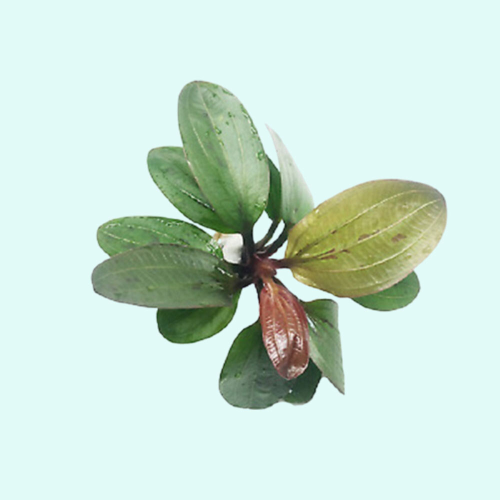 Amazon Sword Echinodorus (Red Pearl) Medium